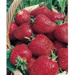 Рассада клубники "Венди" Рассада клубники "Венди"