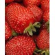 Рассада клубники "Веселка" Рассада клубники "Веселка"