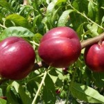 Саженец нектарина "Ред Голд" Саженец нектарина "Ред Голд"